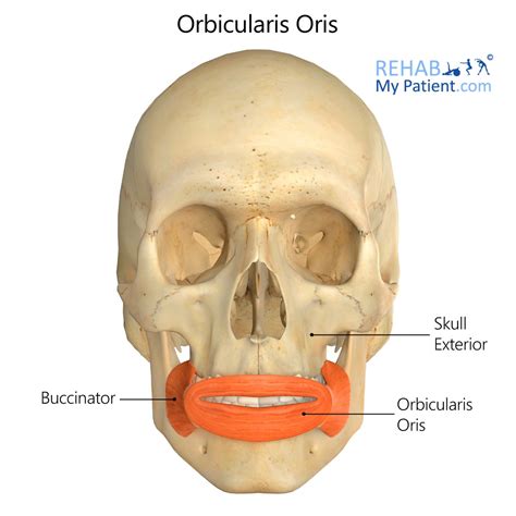 function of orbicularis oris|what nerve innervates the orbicularis oris.